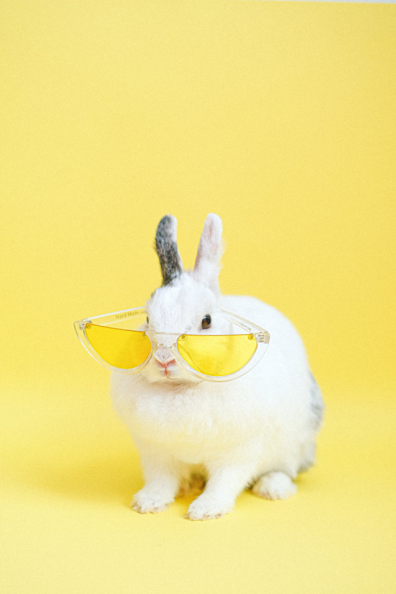 Download Cool Bunny Apex Art Lab